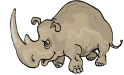 rinoceronte carica 2.gif